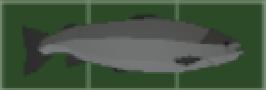 Large Fish.png